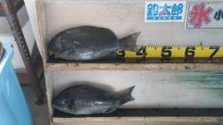 みなべ・森の鼻　フカセでグレ39cm2尾