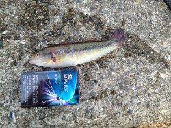 探り釣りでカワハギ in 大蔵海岸