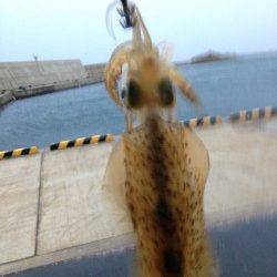 強風の夕日港でエギング&サビキ