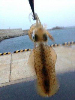 強風の夕日港でエギング&サビキ