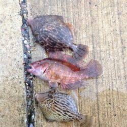 強風の夕日港でエギング&サビキ