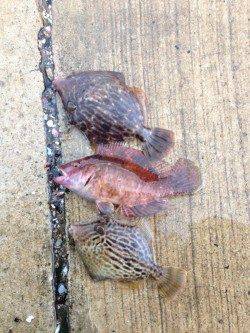 強風の夕日港でエギング&サビキ