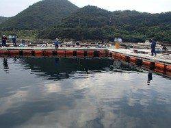 朝イチはマダイ、水温上がる頃にカンパチ　家島の海上釣り堀