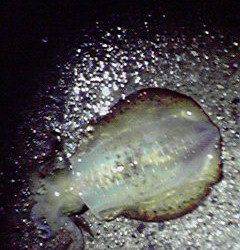 夕マヅメにアオリイカ&ヤリイカ　新井崎エギング