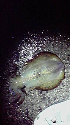 夕マヅメにアオリイカ&ヤリイカ　新…