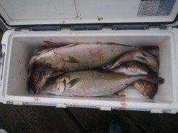 朝イチはマダイ、水温上がる頃にカンパチ　家島の海上釣り堀