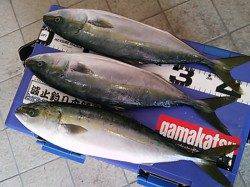 泉佐野エリア　サビキでツバスの釣果