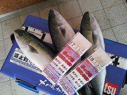 泉佐野エリア　サビキでツバスの釣果