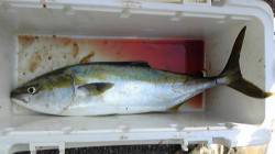 沖一文字で67cmのハマチをのませでＧＥＴ…