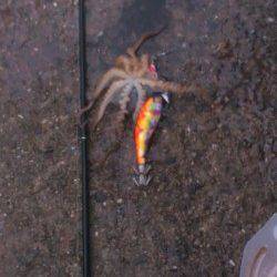 明石港でエギング…釣果はイイダコでした