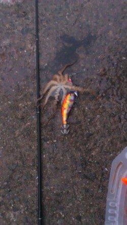 明石港でエギング…釣果はイイダコでした