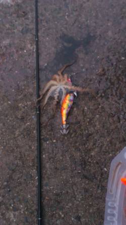 明石港でエギング…釣果はイイダコでした