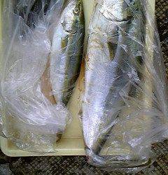 岸和田一文字　のませでハマチ60cm