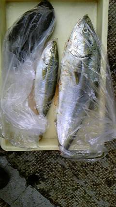 岸和田一文字　のませでハマチ60cm