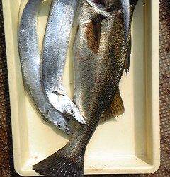 沖一文字北、シラサエビでハネ・グレ他