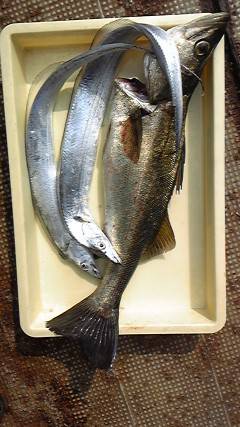 沖一文字北、シラサエビでハネ・グレ他