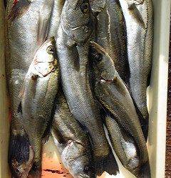 沖一文字北、シラサエビでハネ・グレ他