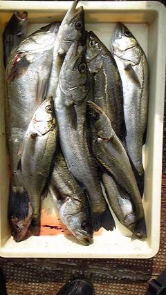 沖一文字北、シラサエビでハネ・グレ他