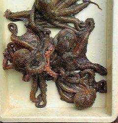 岸和田で蛸釣り！550gまでが5杯