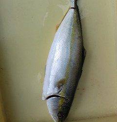 一文字で飲ませ釣り！青物好釣〜♪