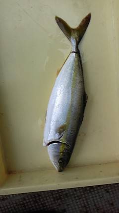 一文字で飲ませ釣り！青物好釣〜♪