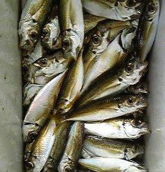 岸和田沖一文字白灯でサビキ釣り　アジ150匹