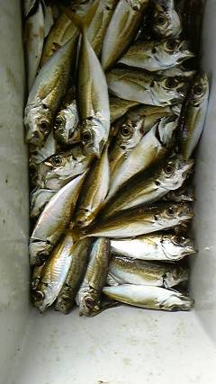 岸和田沖一文字白灯でサビキ釣り　アジ150…
