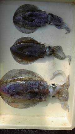 沖一文字カーブ、エギングでアオリ最大胴長24cm