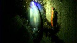 須磨で1時間勝負の短期決戦エギング　アオリイカ胴長16㎝