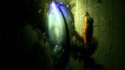 須磨で1時間勝負の短期決戦エギング　アオリ…