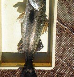 沖一文字白灯でのませ釣り、70cmのスズキをキャッチ