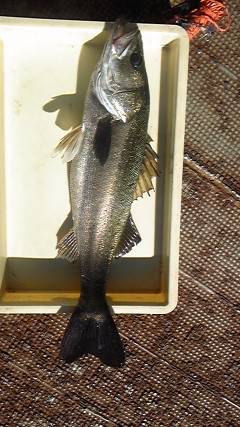 沖一文字白灯でのませ釣り、70cmのスズキ…