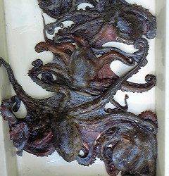 沖一文字でタコ5杯で2キロの釣果