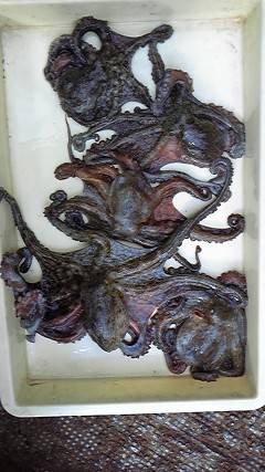 沖一文字でタコ5杯で2キロの釣果