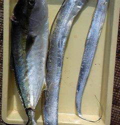 沖一文字北でハマチ60cmとタチウオの釣果