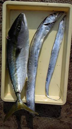 沖一文字北でハマチ60cmとタチウオの釣果
