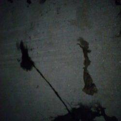 第一投目に胴長20cmHit！  須磨でエギング