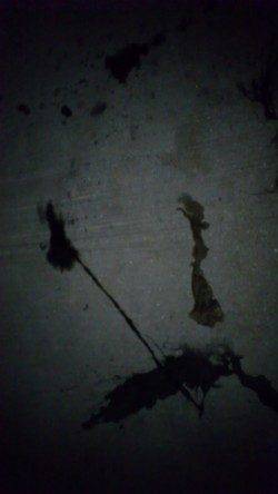 第一投目に胴長20cmHit！  須磨でエギング