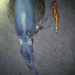 第一投目に胴長20cmHit！  須磨でエギング