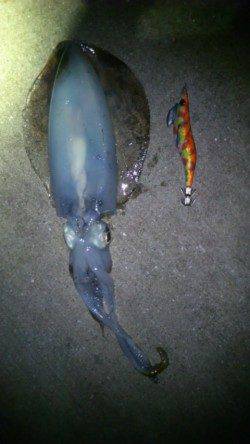 第一投目に胴長20cmHit！  須磨でエギング