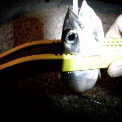 貝塚でアジング　アジのほかサバもキャッチ！