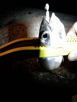 貝塚でアジング　アジのほかサバもキャッチ！