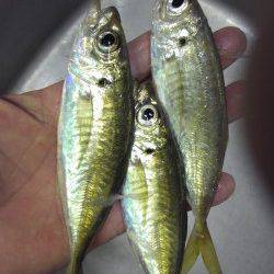 貝塚でアジング　アジのほかサバもキャッチ！