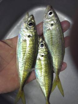 貝塚でアジング　アジのほかサバもキャッチ！…