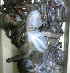 沖一文字で今日もタコ釣れています