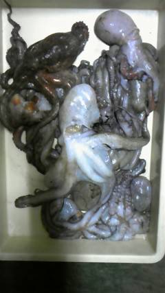 沖一文字で今日もタコ釣れています