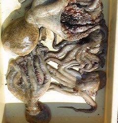 岸和田沖一文字でタコGET★5杯で2.5kg