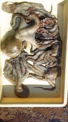 岸和田沖一文字でタコGET★5杯で2.5k…