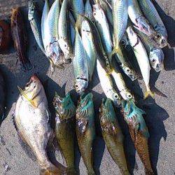 サビキの時合は7～9時半頃、アジにコッパグレまじり