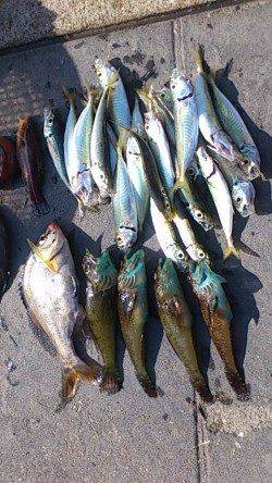 サビキの時合は7～9時半頃、アジにコッパグレまじり